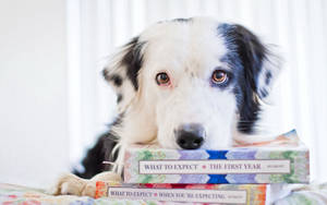 Dog With Books Wallpaper