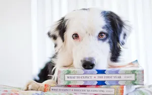 Dog With Books Wallpaper
