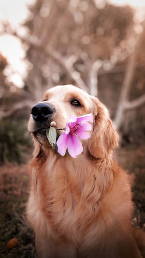 Dog With Pink Flower Wallpaper