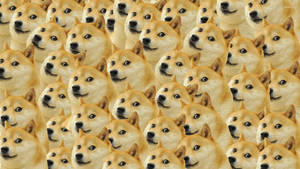 Doge Expressions Galore! Wallpaper