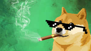 Doge With Cigar Wallpaper