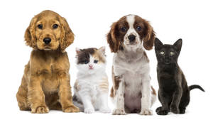 Dogs And Cats Group Wallpaper