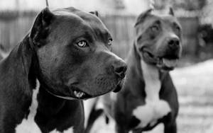 Dogs Black And White Photography Wallpaper