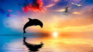 Dolphin At Sunset Wallpaper