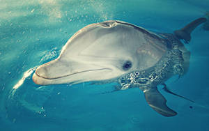 Dolphin Spraying Water Wallpaper