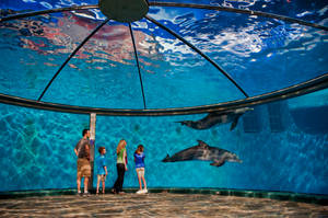 Dolphins In An Aquarium Wallpaper