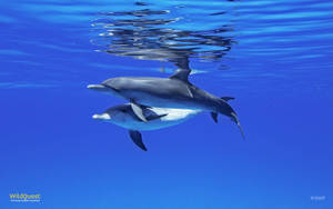 Dolphins Under Water Wallpaper