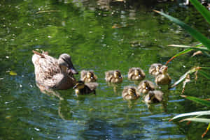 Domestic Duck Mother Bird Wallpaper