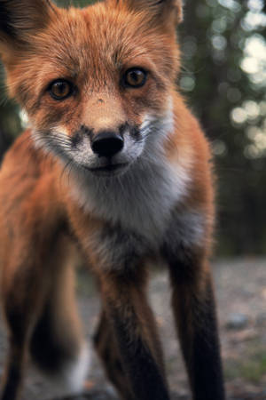 Domesticated Red Fox Close-up Wallpaper