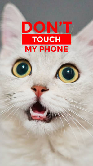 Don't Touch My Phone White Cat Wallpaper
