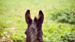Donkey Ears Up Wallpaper