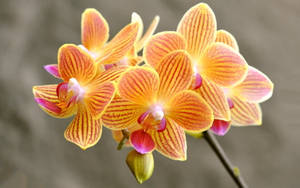 Doritaenopsis Orchid Flowers Wallpaper