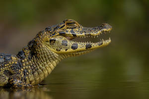 Dotted Caiman In Bokeh Wallpaper