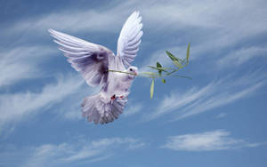 Dove Holding Olive Leaves In Wispy Sky Wallpaper