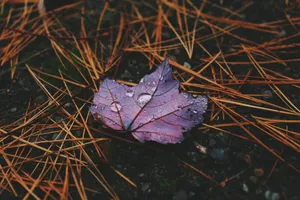Download Autumn Wallpaper Wallpaper