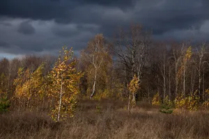 Download Autumn Wallpaper Wallpaper