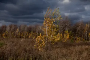 Download Autumn Wallpaper Wallpaper