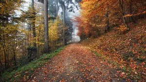 Download Autumn Wallpaper Wallpaper