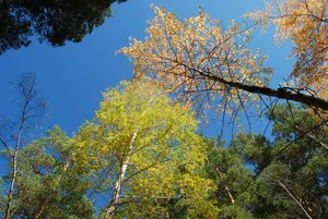 Download Autumn Wallpaper Wallpaper