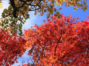 Download Autumn Wallpaper Wallpaper