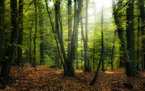 Download Autumn Wallpaper Wallpaper
