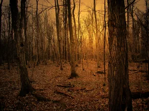 Download Autumn Wallpaper Wallpaper