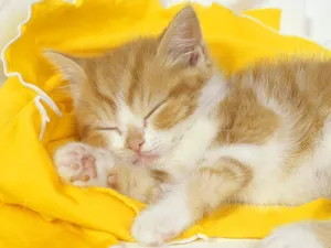 Download Baby Wallpaper Wallpaper