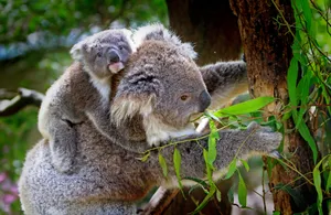 Download Baby Wallpaper Wallpaper