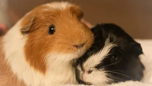 Download Bestie Wallpaper Wallpaper