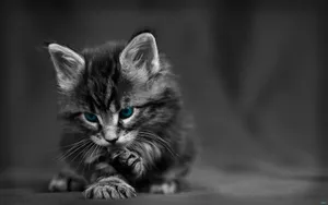 Download Black And White Wallpaper Wallpaper