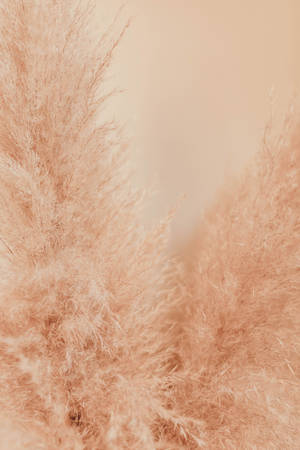 Download Brown Wallpaper Wallpaper