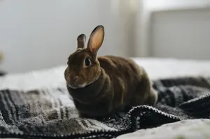 Download Bugs Bunny Wallpaper Wallpaper