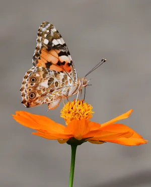 Download Butterfly Wallpaper Wallpaper