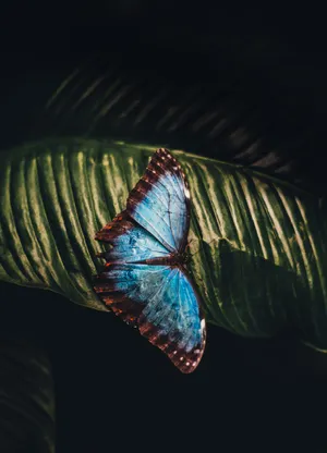 Download Butterfly Wallpaper Wallpaper