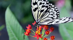 Download Butterfly Wallpaper Wallpaper