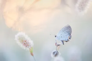Download Butterfly Wallpaper Wallpaper