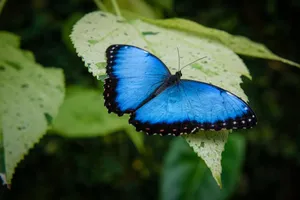 Download Butterfly Wallpaper Wallpaper
