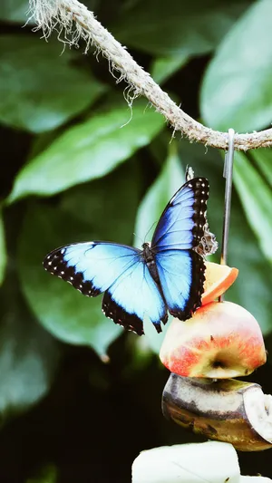 Download Butterfly Wallpaper Wallpaper
