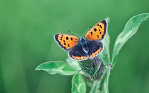 Download Butterfly Wallpaper Wallpaper