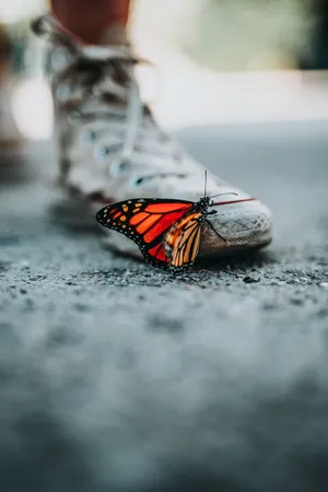 Download Butterfly Wallpaper Wallpaper