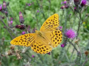 Download Butterfly Wallpaper Wallpaper