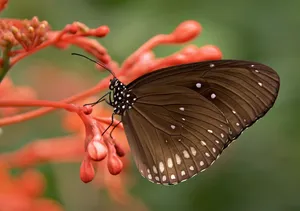 Download Butterfly Wallpaper Wallpaper