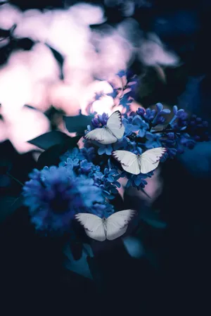 Download Butterfly Wallpaper Wallpaper