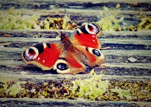 Download Butterfly Wallpaper Wallpaper