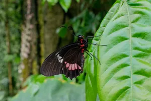 Download Butterfly Wallpaper Wallpaper