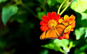 Download Butterfly Wallpaper Wallpaper