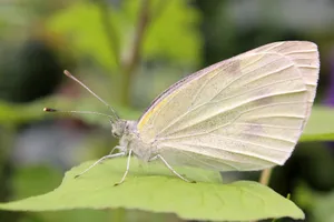 Download Butterfly Wallpaper Wallpaper