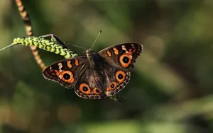 Download Butterfly Wallpaper Wallpaper