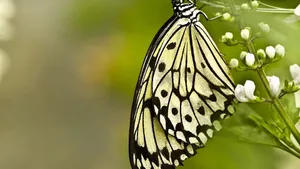 Download Butterfly Wallpaper Wallpaper