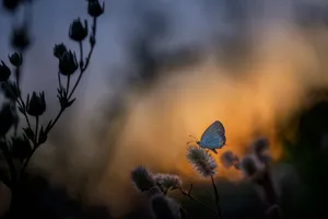Download Butterfly Wallpaper Wallpaper